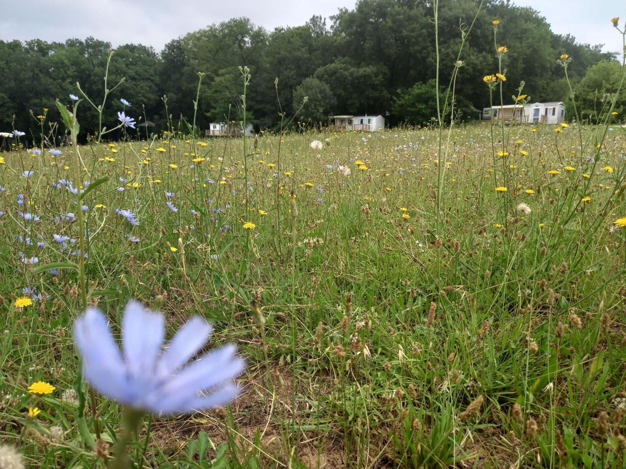 Camping Nature Le Valenty Mobil-Home-Dordogne Panoramique Clim Piscine Soturac Luaran gambar